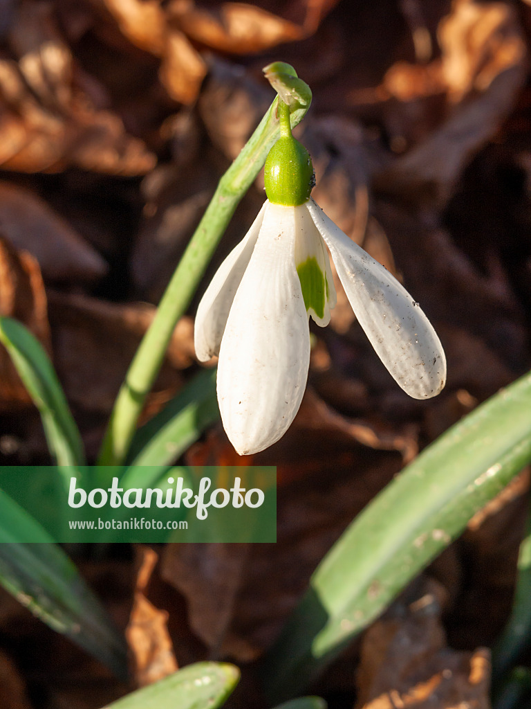 446007 - Snowdrop (Galanthus plicatus)