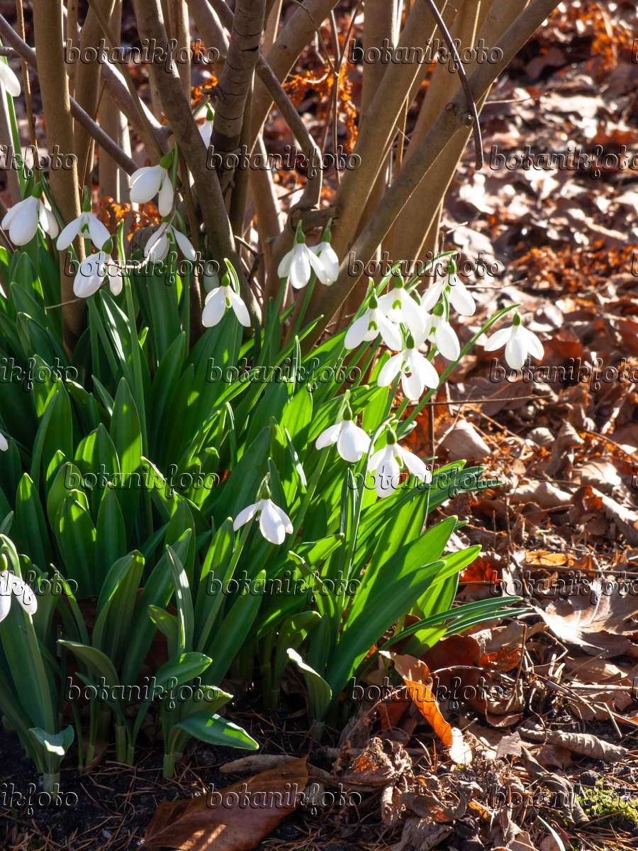 457007 - Snowdrop (Galanthus plicatus)