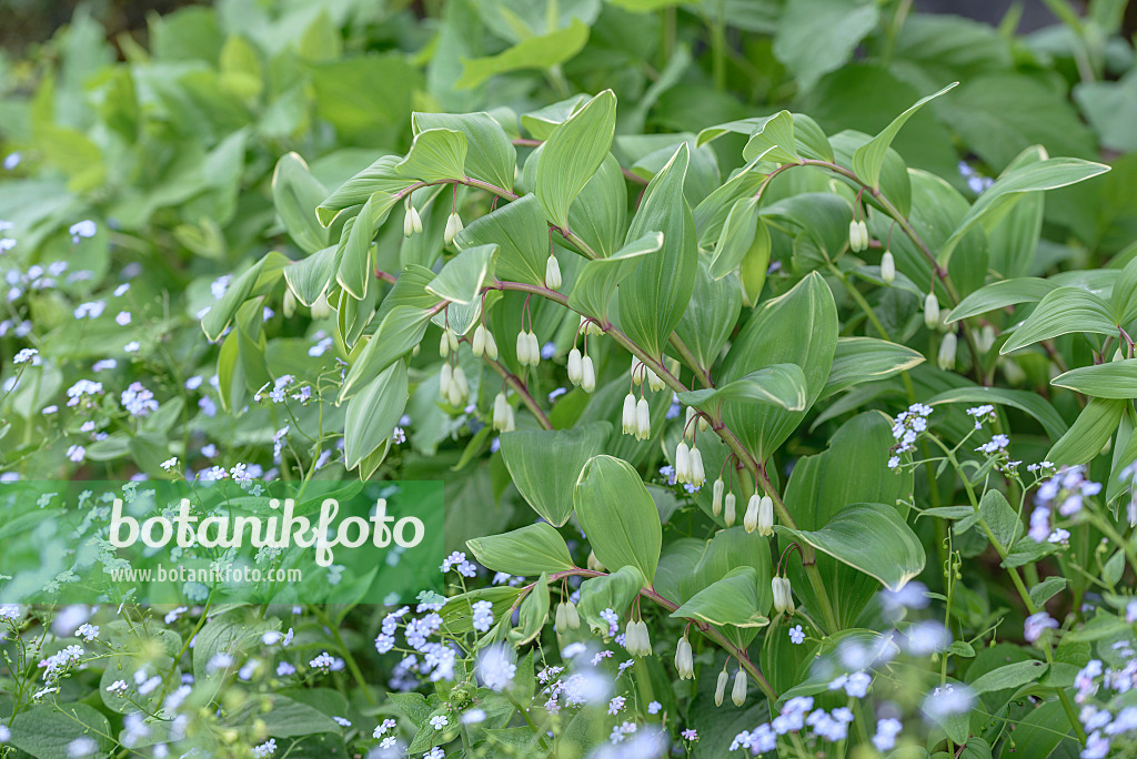 575201 - Solomon's seal (Polygonatum multiflorum 'Variegatum')