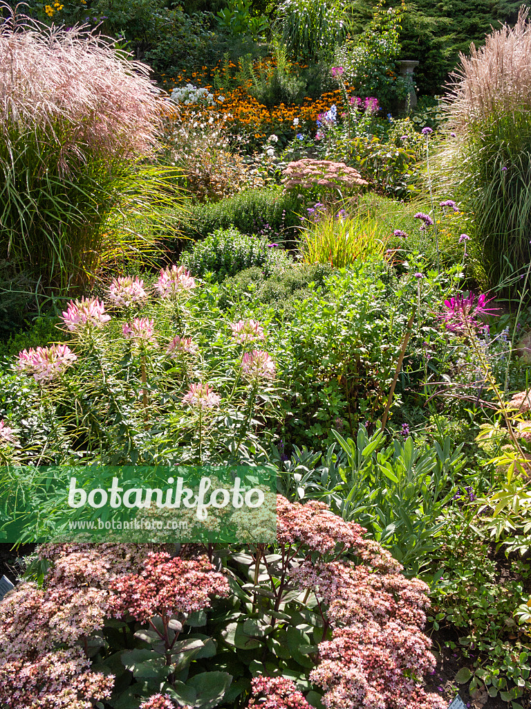 404089 - Stonecrop (Sedum), spider flower (Tarenaya syn. Cleome) and Chinese silver grass (Miscanthus)