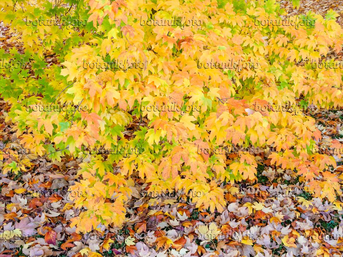 465233 - Sugar maple (Acer saccharum subsp. floridanum)