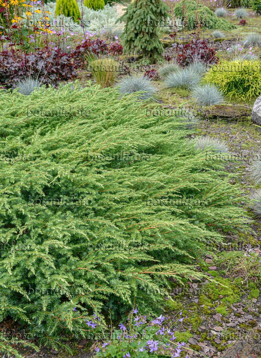 Images Juniperus Rigida 'Schlager' - Images of Plants and Gardens ...