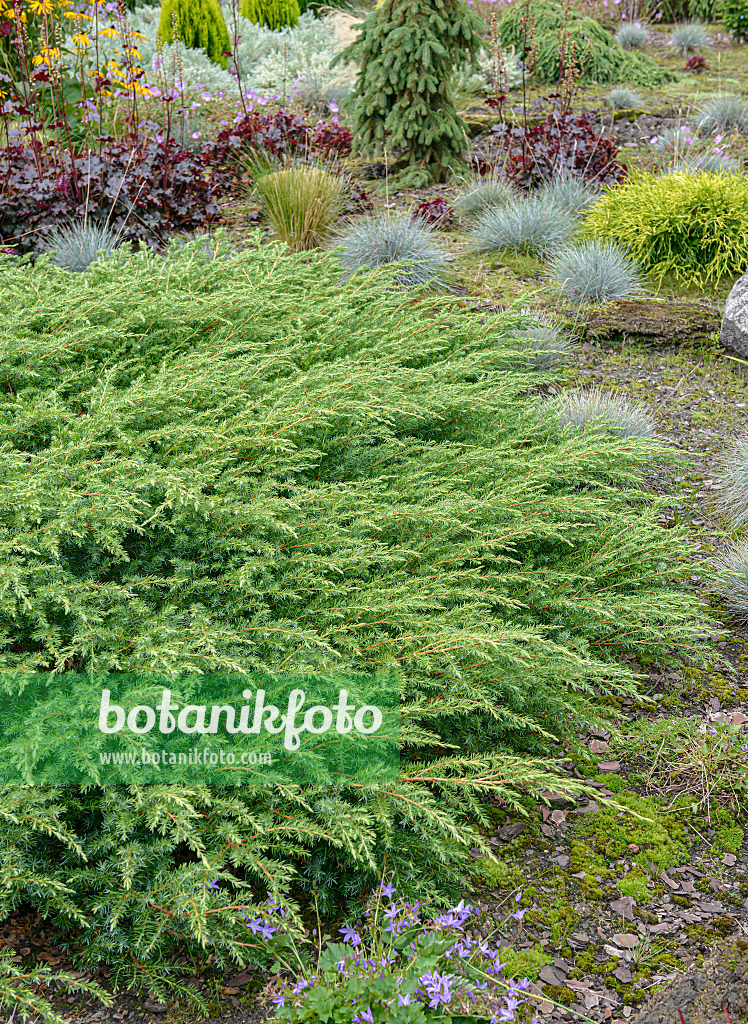 Images Juniperus Rigida 'Schlager' - Images of Plants and Gardens ...