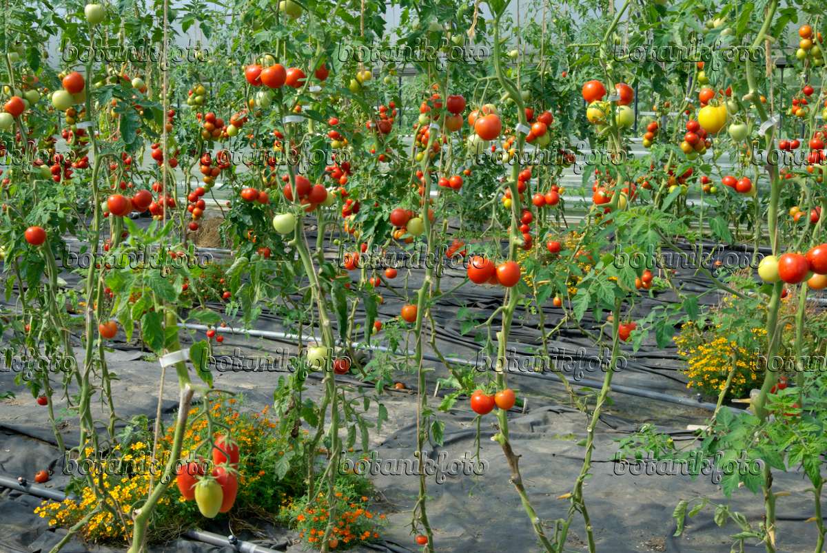 457036 - Tomato (Lycopersicon esculentum)