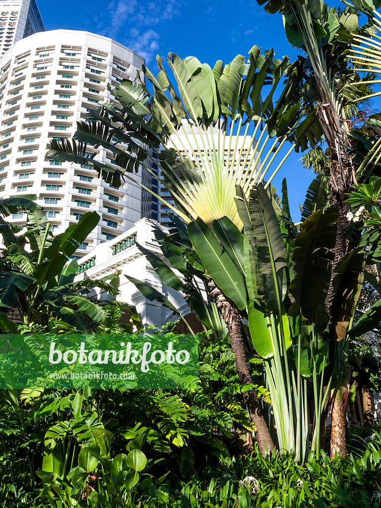 Image Traveller's tree (Ravenala madagascariensis), Singapore - 434104 -  Images of Plants and Gardens - botanikfoto