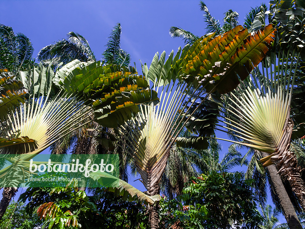 Image Traveller's tree (Ravenala madagascariensis) - 434311 - Images of  Plants and Gardens - botanikfoto