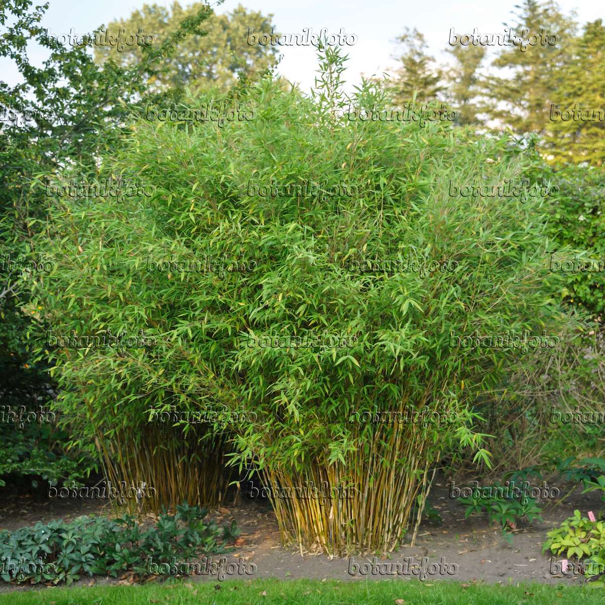 Image Umbrella bamboo (Fargesia murieliae 'Frya' syn. Thamnocalamus  spathaceus 'Frya') - 517066 - Images of Plants and Gardens - botanikfoto