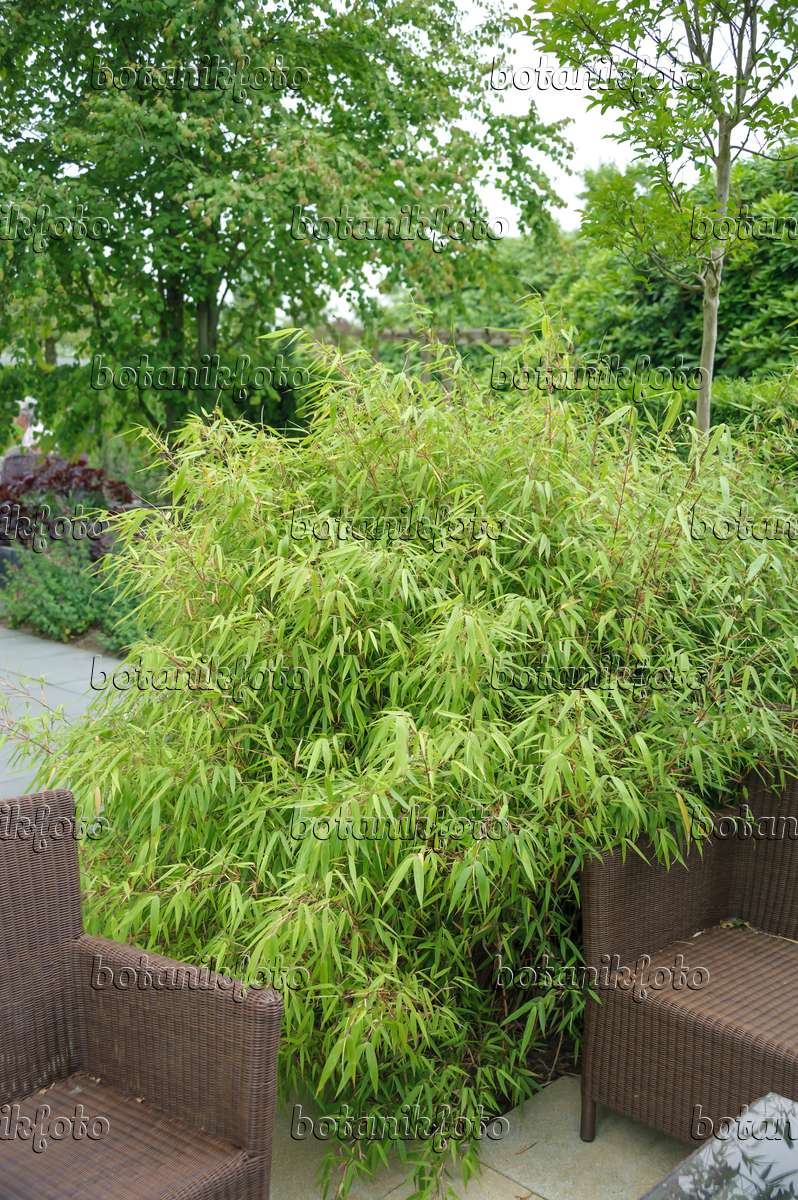 precedent wervelkolom Gedeeltelijk Image Umbrella bamboo (Fargesia murieliae 'Simba' syn. Thamnocalamus  spathaceus 'Simba') - 558104 - Images of Plants and Gardens - botanikfoto