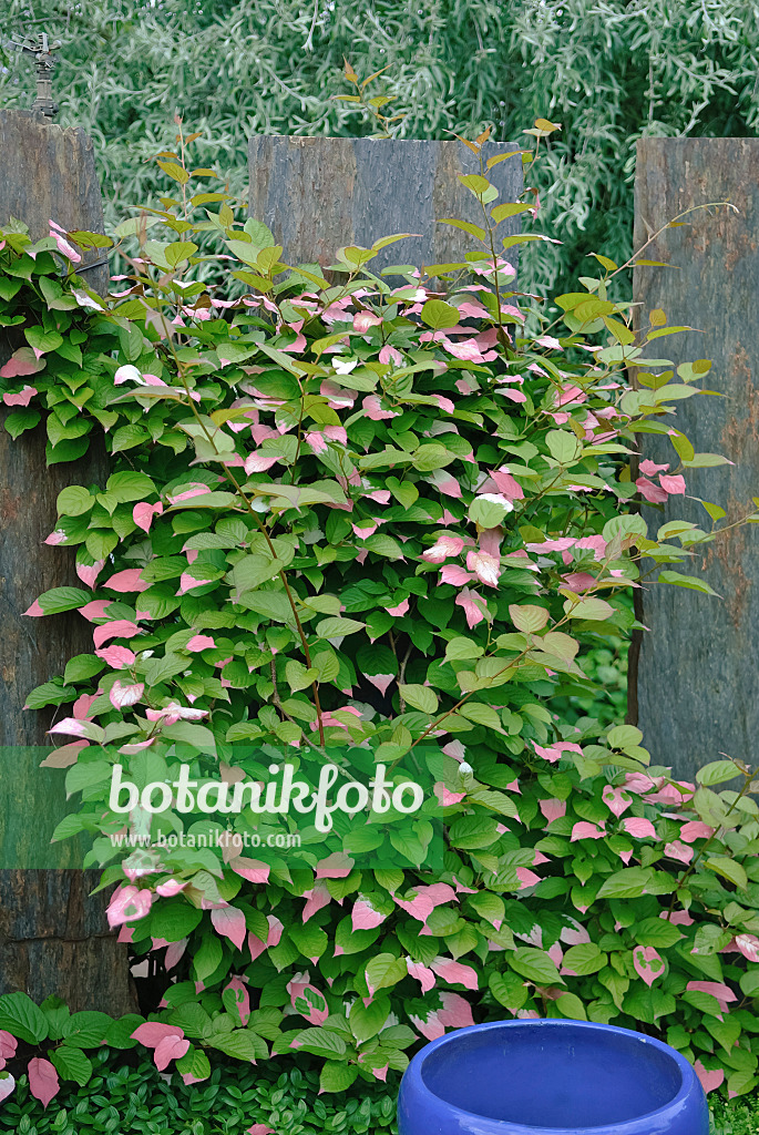 Vendita Piccoli Frutti Online, La Scelta Migliore Per Acquistare Piante Di Kiwi KIWI KOLOMIKTA 'Sentyabraskaya - Foto 8