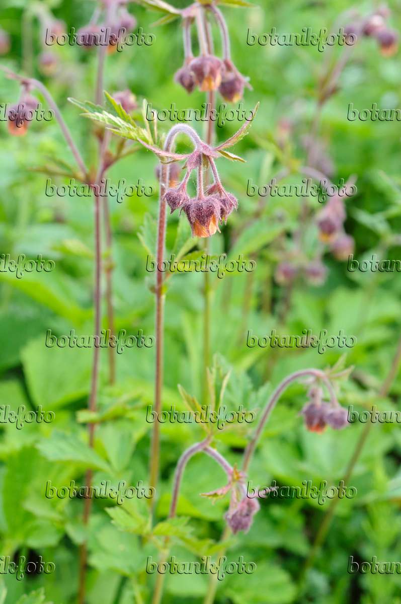 471296 - Water avens (Geum rivale)