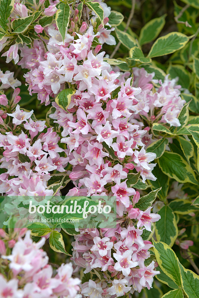 575353 - Weigela florida 'Nana Variegata'