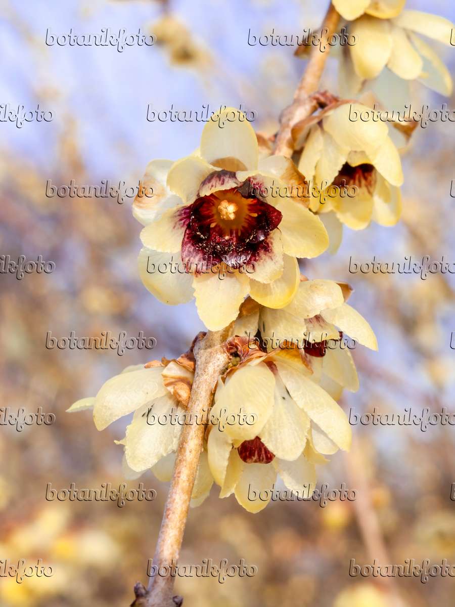 445021 - Wintersweet (Chimonanthus praecox)