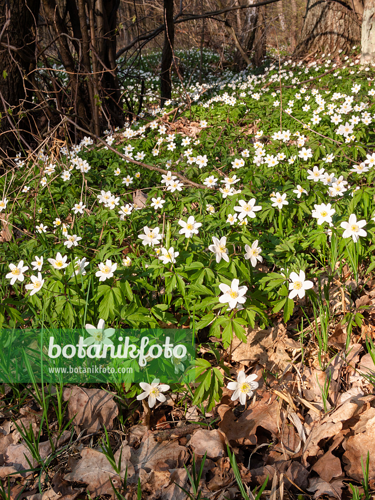 Image Wood anemone (Anemone nemorosa) 400103 Images of Plants and