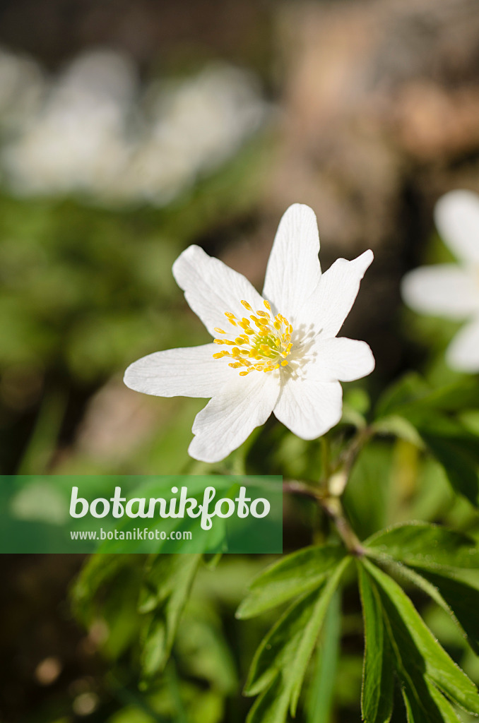 Image Wood anemone (Anemone nemorosa) 495071 Images of Plants and