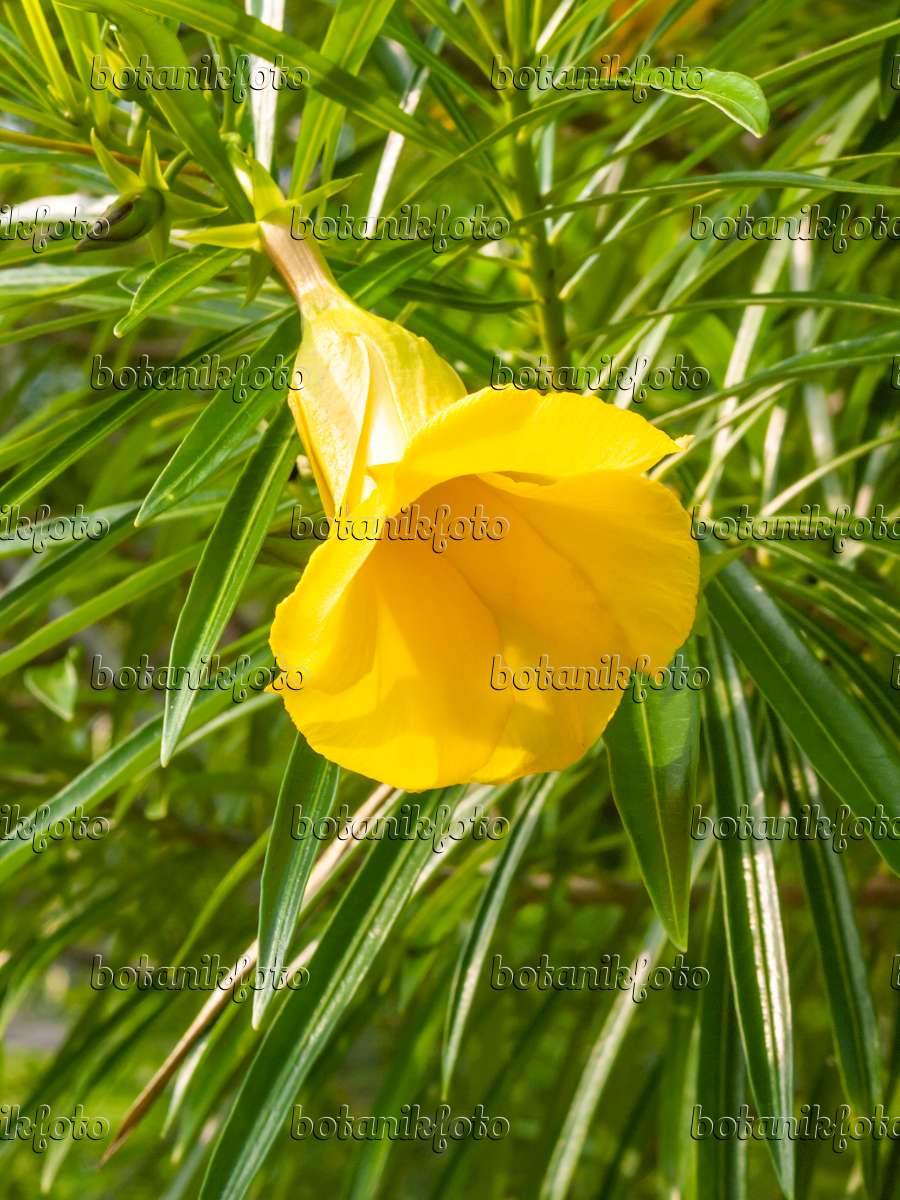Image Yellow oleander Thevetia peruviana   20   Images of ...