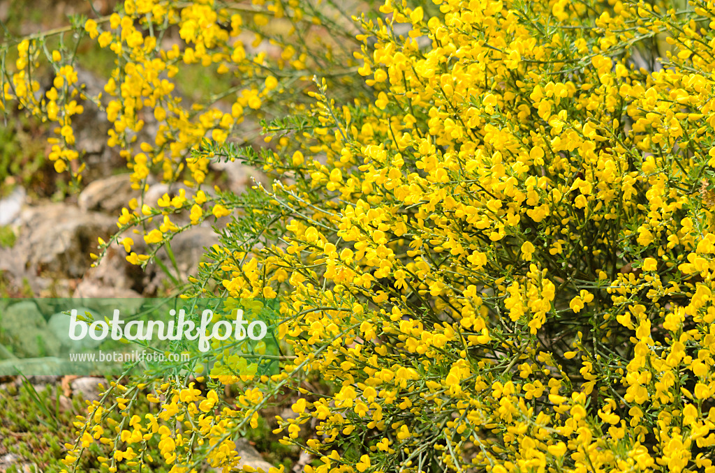 556012 - Abführender Geißklee (Cytisus purgans)