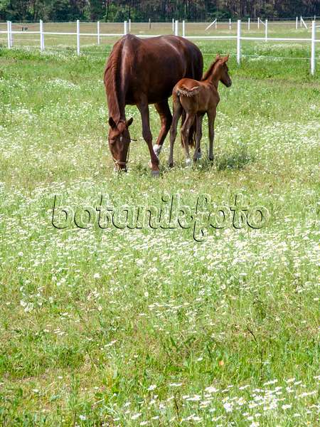 485156 - Ackerhundskamille (Anthemis arvensis) auf einer Weide mit Pferden