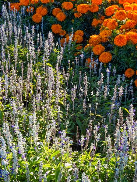 406023 - Ährensalbei (Salvia farinacea 'Renaissance') und Aufrechte Studentenblume (Tagetes erecta 'Queen Orange')