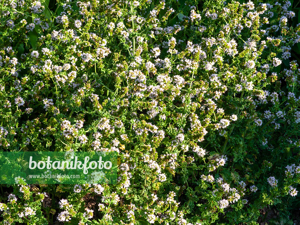 462203 - Ährige Minze (Mentha spicata)