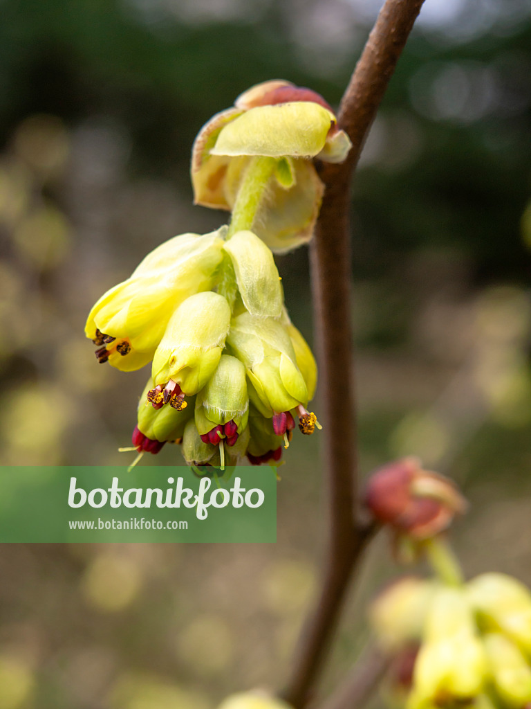 436216 - Ährige Scheinhasel (Corylopsis spicata)