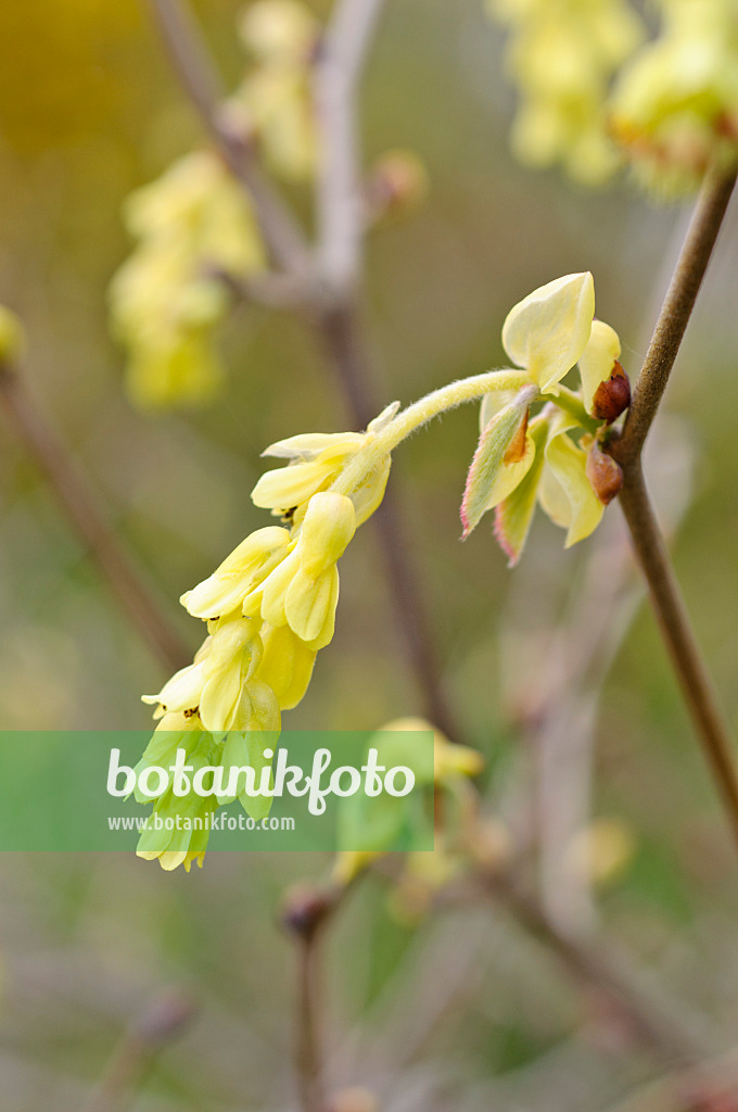 471094 - Ährige Scheinhasel (Corylopsis spicata)