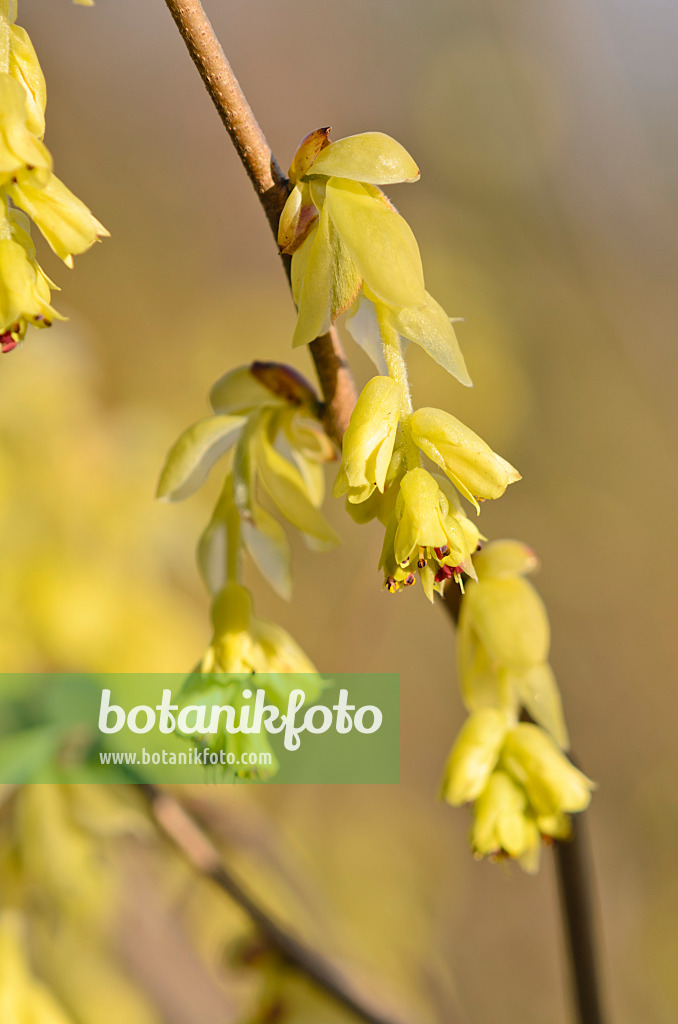 543001 - Ährige Scheinhasel (Corylopsis spicata)