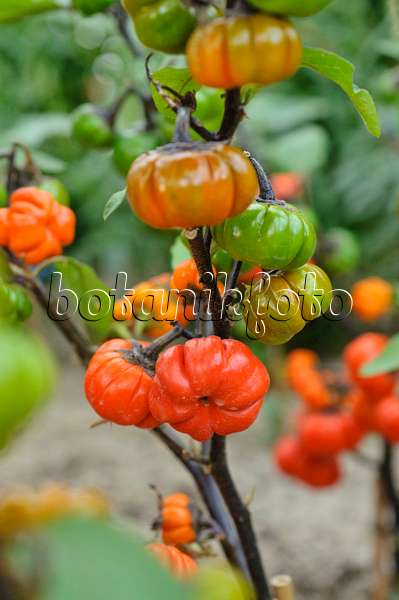 477079 - Äthiopische Eierfrucht (Solanum aethiopicum)