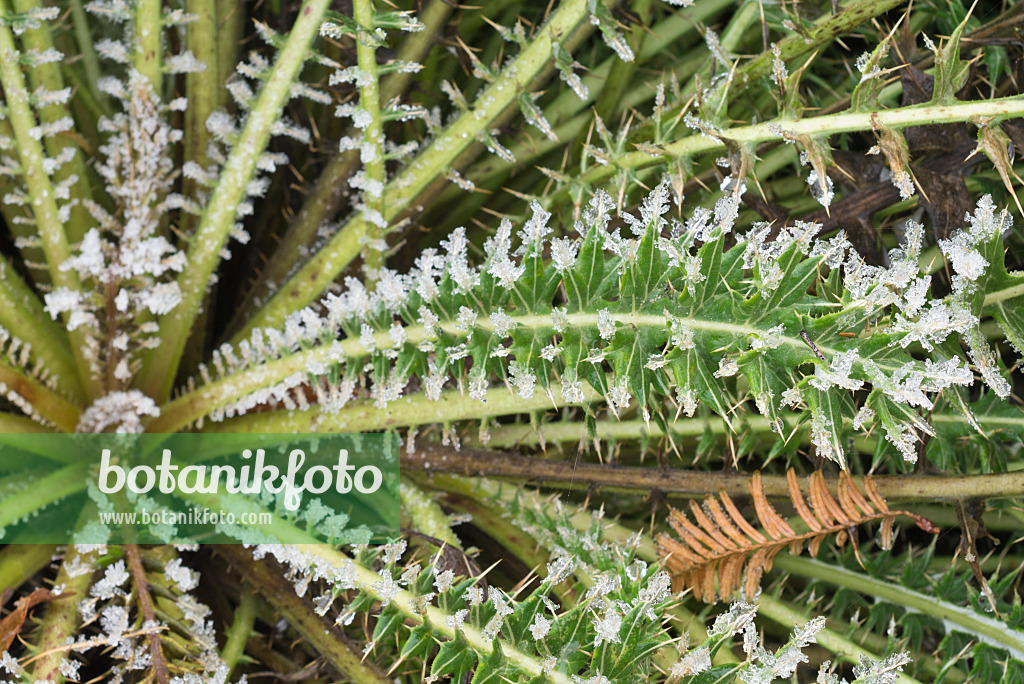 565026 - Afrikanische Distel (Berkheya cirsifolia) mit Raureif