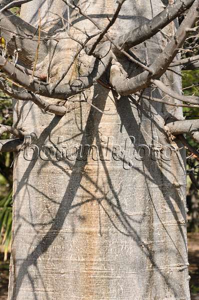 564036 - Afrikanischer Affenbrotbaum (Adansonia digitata)