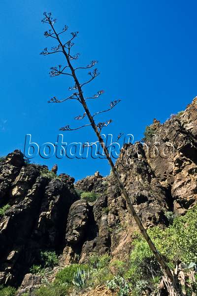 397021 - Agave (Agave americana), Gran Canaria, Spanien