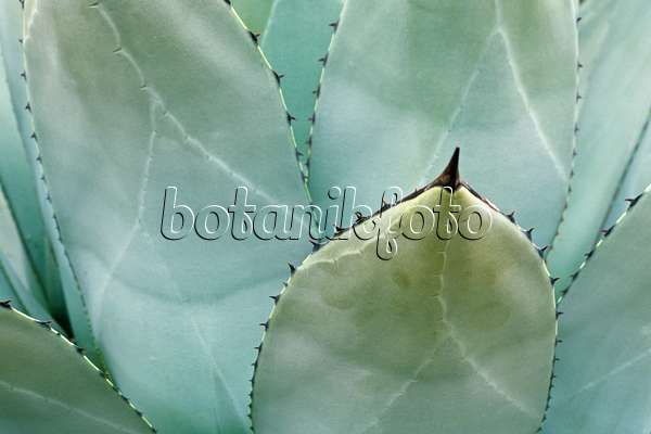 375058 - Agave (Agave flexispina)
