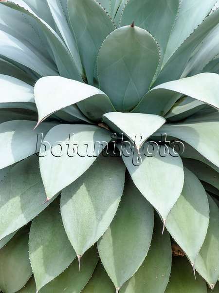 437422 - Agave (Agave parryi)