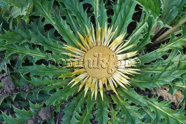 558332 - Akanthusblättrige Eberwurz (Carlina acanthifolia)