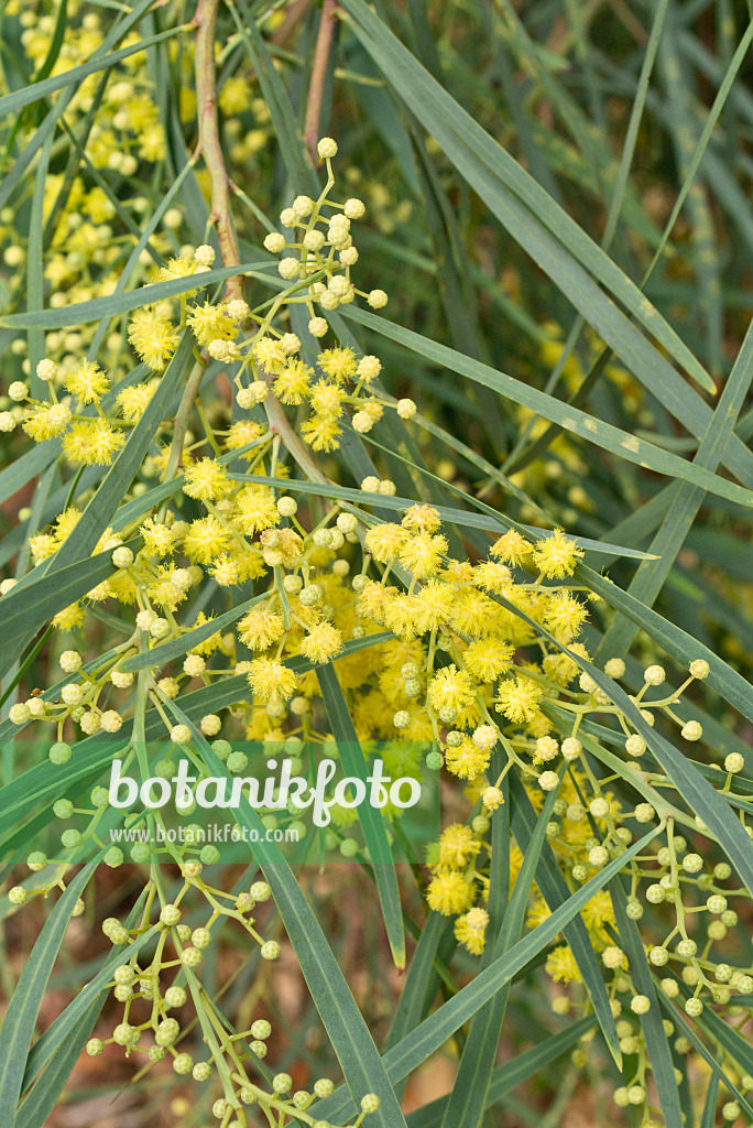 558310 - Akazie (Acacia hakeoides)