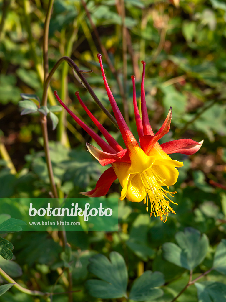 438296 - Akelei (Aquilegia skinneri)