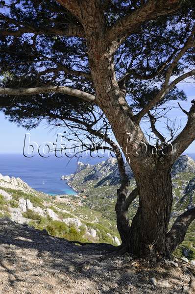 533170 - Aleppo-Kiefer (Pinus halepensis) an der Calanque de Sormiou, Nationalpark Calanques, Frankreich