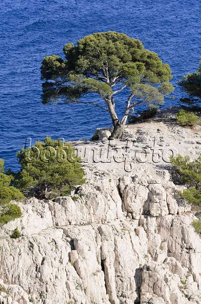 533197 - Aleppo-Kiefer (Pinus halepensis) an der Calanque de Port-Pin, Nationalpark Calanques, Frankreich