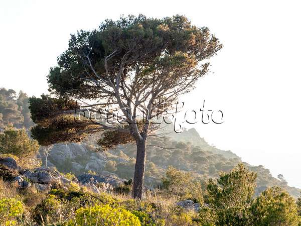 424039 - Aleppo-Kiefer (Pinus halepensis), Mallorca, Spanien