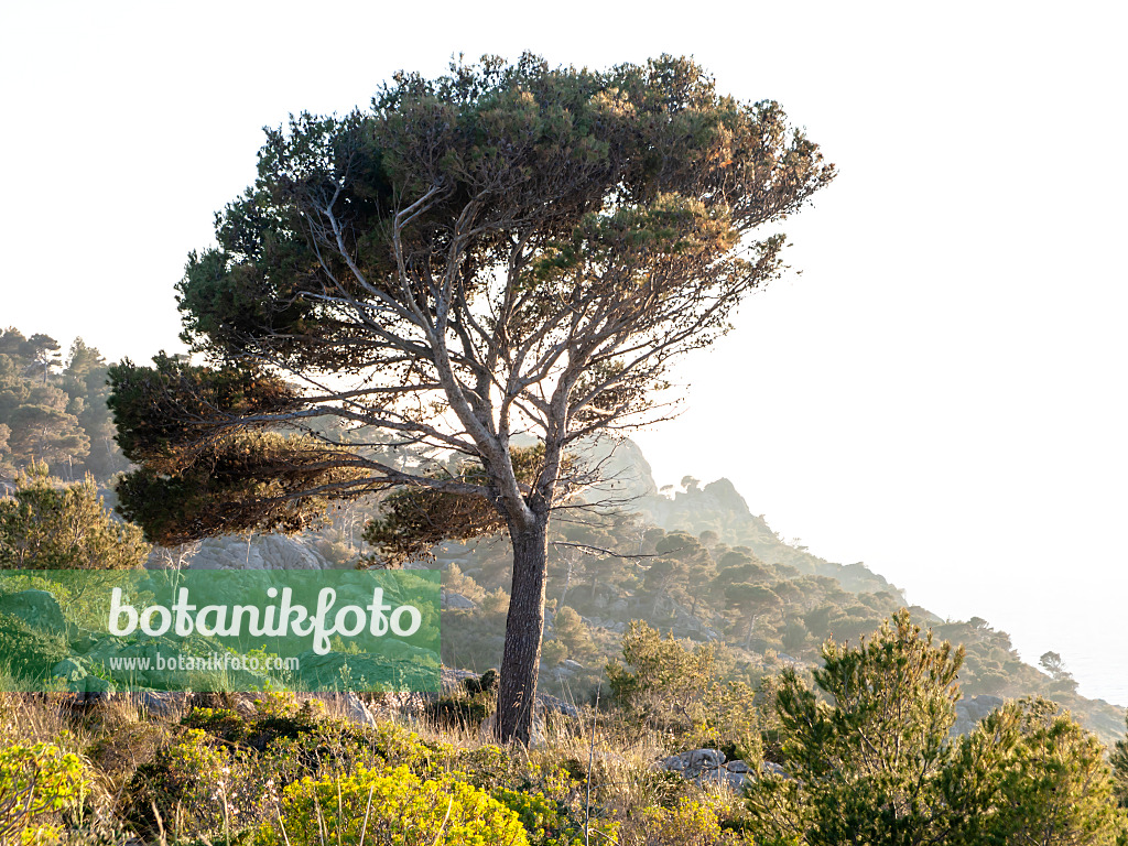 424039 - Aleppo-Kiefer (Pinus halepensis), Mallorca, Spanien