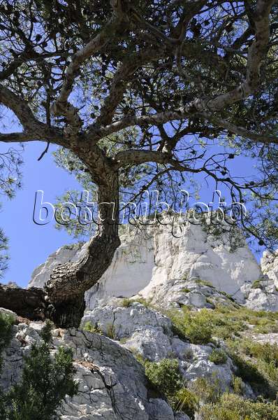 533163 - Aleppo-Kiefer (Pinus halepensis), Nationalpark Calanques, Frankreich