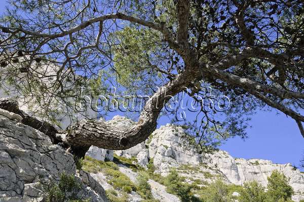 533164 - Aleppo-Kiefer (Pinus halepensis), Nationalpark Calanques, Frankreich