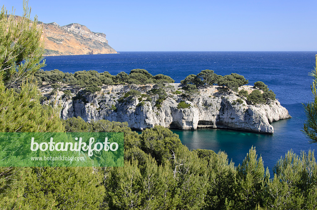 533189 - Aleppo-Kiefern (Pinus halepensis) an der Calanque de Port-Miou, Nationalpark Calanques, Frankreich