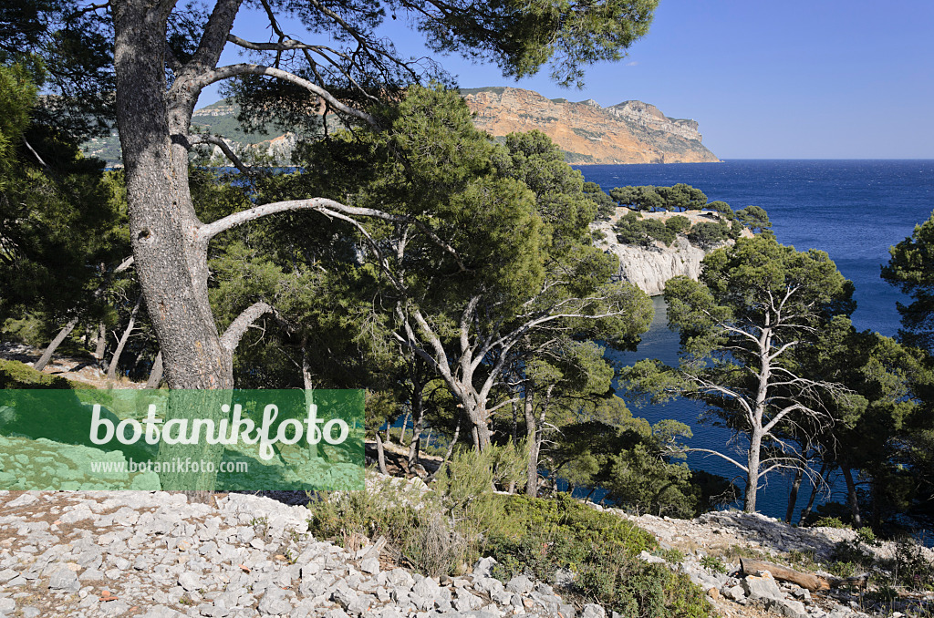 533191 - Aleppo-Kiefern (Pinus halepensis) an der Calanque de Port-Miou, Nationalpark Calanques, Frankreich