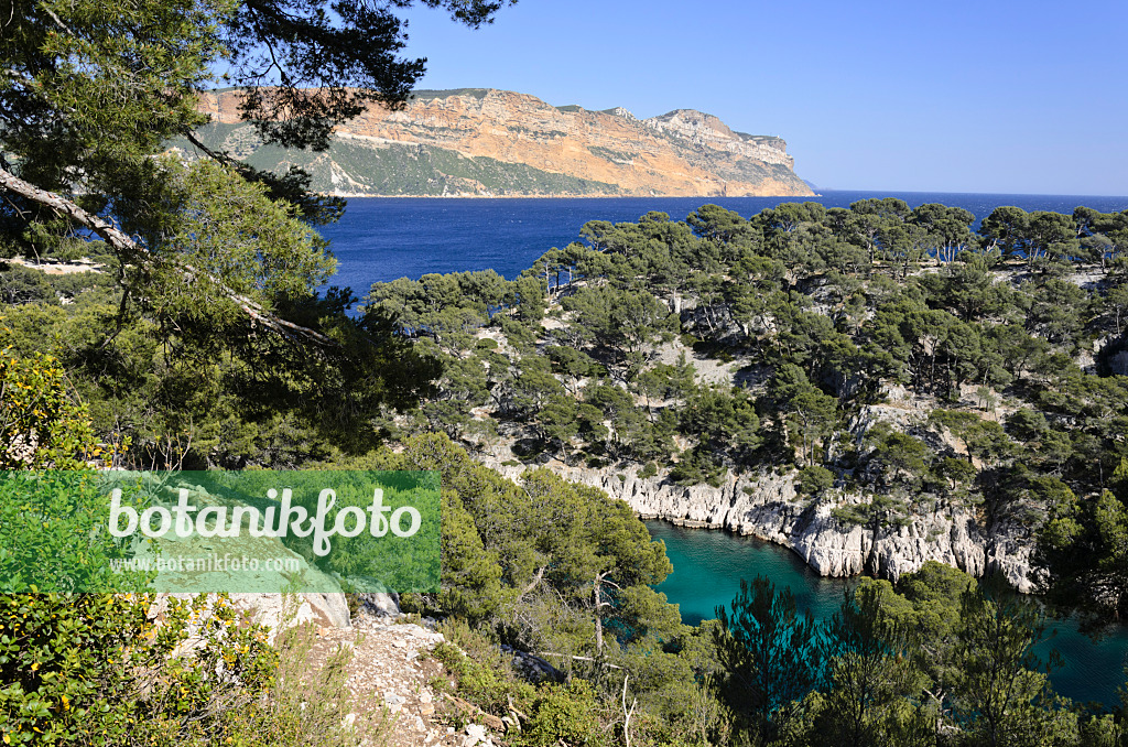 533192 - Aleppo-Kiefern (Pinus halepensis) an der Calanque de Port-Pin, Nationalpark Calanques, Frankreich