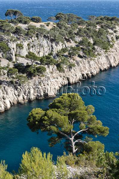 533193 - Aleppo-Kiefern (Pinus halepensis) an der Calanque de Port-Pin, Nationalpark Calanques, Frankreich
