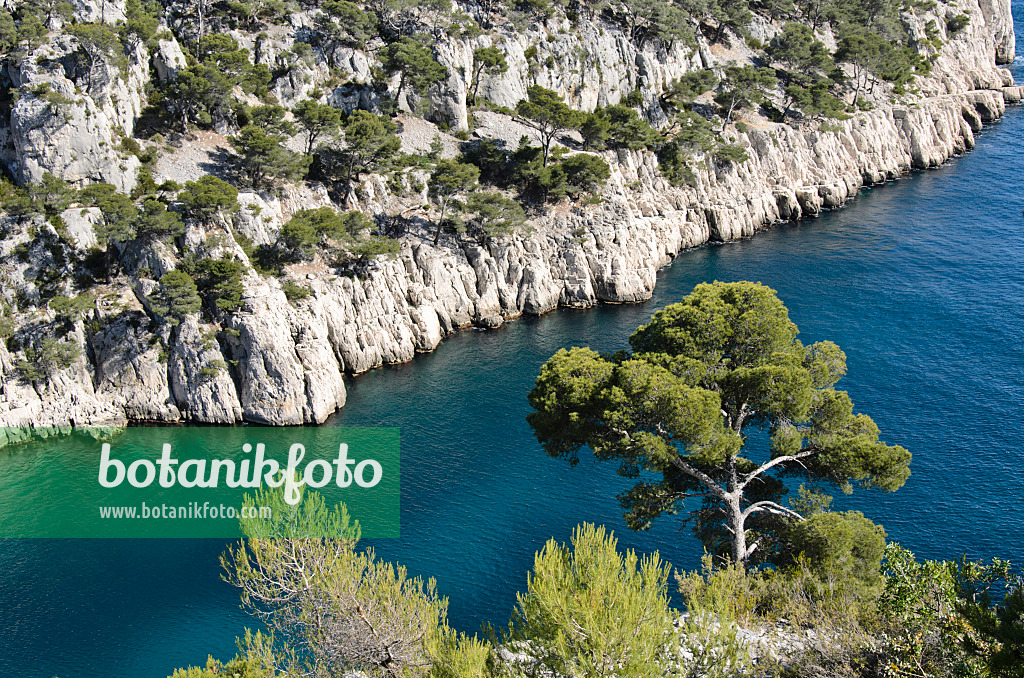 533194 - Aleppo-Kiefern (Pinus halepensis) an der Calanque de Port-Pin, Nationalpark Calanques, Frankreich