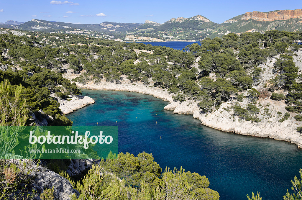 533195 - Aleppo-Kiefern (Pinus halepensis) an der Calanque de Port-Pin, Nationalpark Calanques, Frankreich