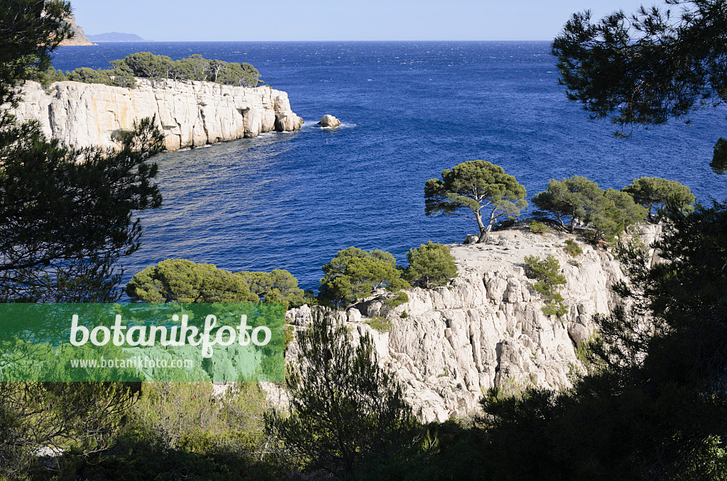 533196 - Aleppo-Kiefern (Pinus halepensis) an der Calanque de Port-Pin, Nationalpark Calanques, Frankreich