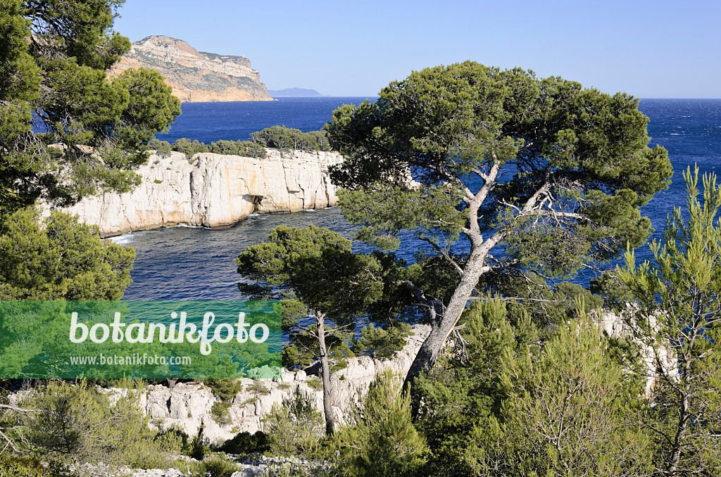 533198 - Aleppo-Kiefern (Pinus halepensis) an der Calanque de Port-Pin, Nationalpark Calanques, Frankreich