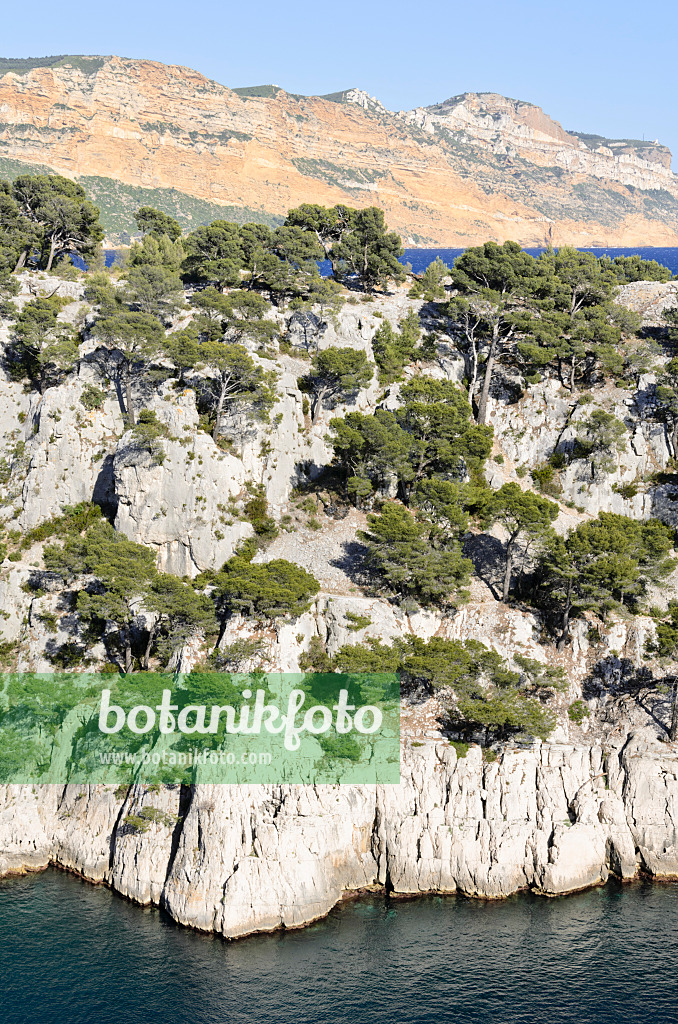 533200 - Aleppo-Kiefern (Pinus halepensis) an der Calanque de Port-Pin, Nationalpark Calanques, Frankreich